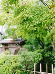 Colorful Japanese maple (Acer palmatum) leaves in Kyoto, Japan.