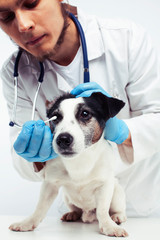 young veterinarian doctor in blue gloves examine little cute dog jack russell isolated on white background, animal healthcare concept