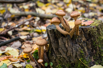 Background. Mushroom family in the autumn forest.