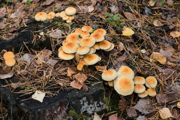 Background. Mushroom family in the autumn forest.