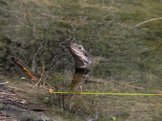 Eastern Water Dragon swimming in shallow water