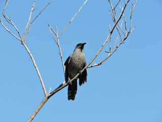 Little Wattlebird perched on bare branch of tree