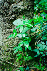 Green leaf texture background, tropical leave foliage are shaped like tiny spikes, leaves in tropical forest, green concept.