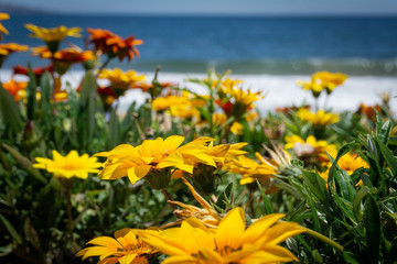 Flores de playa