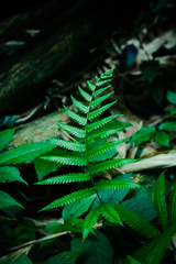 Green leaf texture background, tropical leave foliage are shaped like tiny spikes, leaves in tropical forest, green concept.