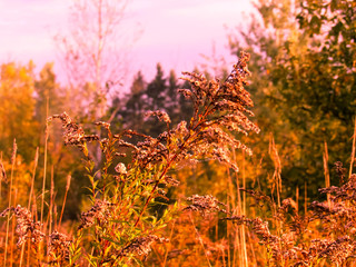 fall morning field