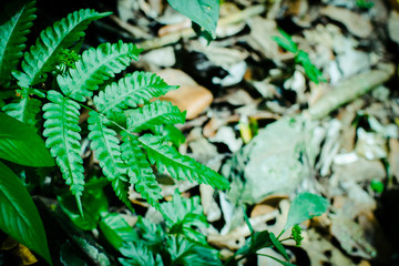 Green leaf texture background, tropical leave foliage are shaped like tiny spikes, leaves in tropical forest, green concept.