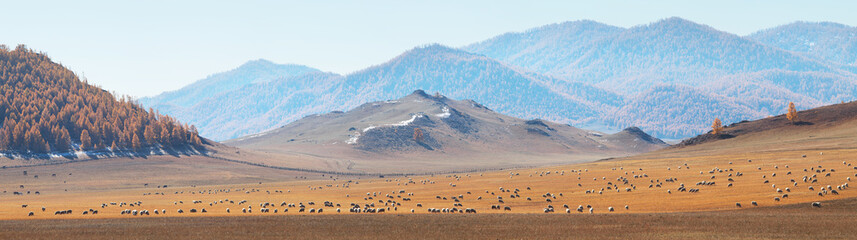 Fototapeta na wymiar A flock of sheep grazes in a mountain valley. Panoramic view of autumn nature, morning haze.