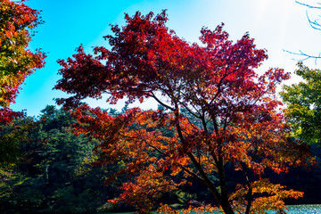 志高湖の紅葉