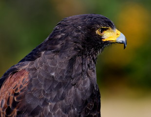 bird, hawk, hawks hawk, prey  bird of prey, predator, hunter, raptor, wildlife, feather  brown, falconry, beak, fly, profile bird, head