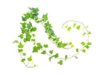ivy isolated on white background,Natural green texture