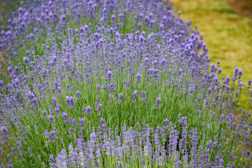 Lavender field blooming in Melbourne