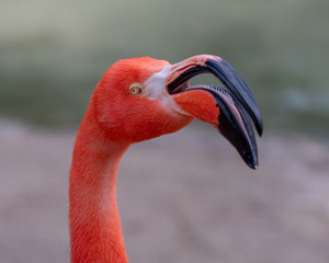 Pink Flamingo with mouth open © DesiDrew Photography