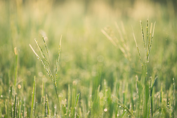 Rice farm,Rice field,Rice paddy, rice pants,Bokeh dew drops on the top of the rice fields in the morning sun,along with the rice fields that emphasize the soft background.