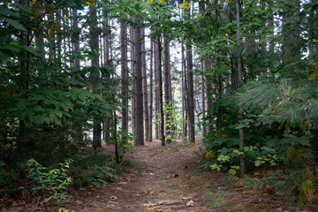 Pinos en medio del monte