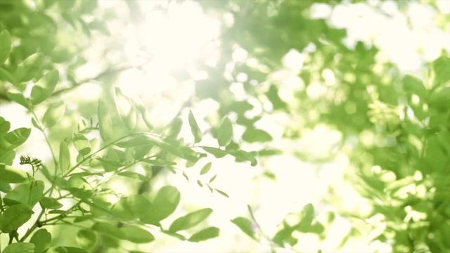 background with green leaves and sunlight shining in summer natural backdrop