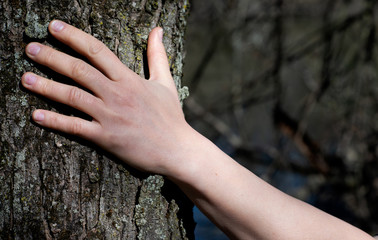 Close-up of Woman's Hands embracing a Tree Trunk in the Forest. Tree hugging. Back to Nature concept. Touch and Love the Nature.