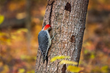 Red-bellied woodpecker searching for insects in tree