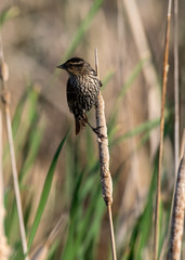 Song Sparrow