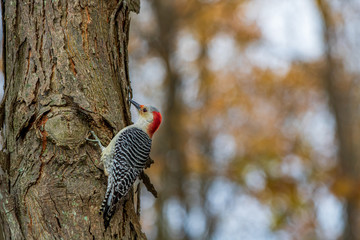 Red-bellied woodpecker perched on tree