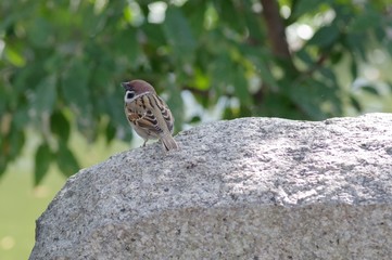石にとまって休んでいるスズメ