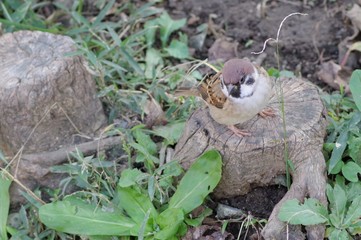 樹木の切り株にとまって休んでいるスズメ