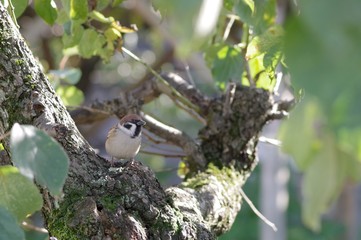 樹木にとまって休んでいるスズメ