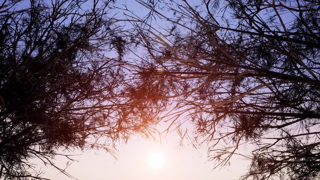 Sunset sky and branches swaying in wind animation. Light rays passing through leafless tree silhouette. Sunbeams shining realistic 3d footage. Autumn burning golden sky sunset video