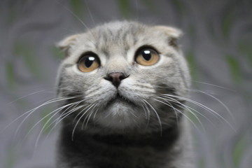 Hello... My name is Joker. Sometimes I'm sad, especially when no one is home and I'm alone, but still, sometimes I'm not alone, but with my friend Jackson. We love to play together!!!