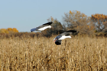 Two SNow Geese Landing in Field at Bosque Del Apache