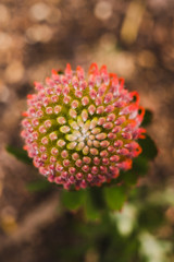 native Australian Leucospermum Protea Allegro plant outdoor in a sunny backyard