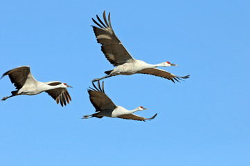 Sandhill Cranes Flying Against Blue SKy at Bosque Del Apache