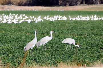 Obraz na płótnie Canvas Sandhill Cranes Feeding in Field at Bosque Del Apache