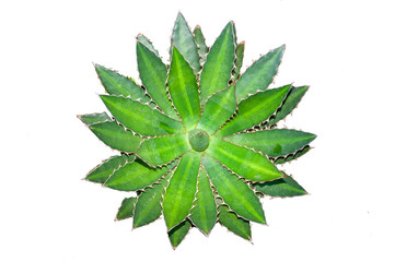 Agave plant isolated on white background.