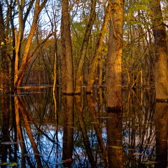 autumn in the forest during high water