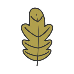 autumn leaf nature foliage on white background