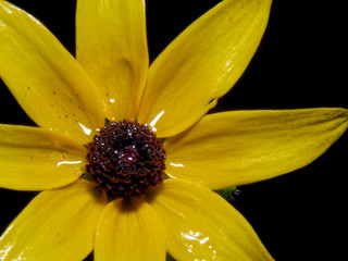 closeup of yellow flower