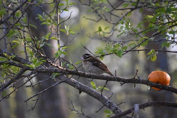 Female grosbeak bird on a branch with an orange