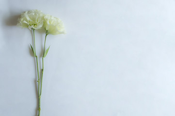 清楚な白い花