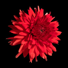Red dahlia flower on a black background.. Side view