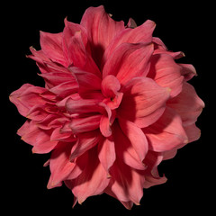Red dahlia flower on a black background.. Side view