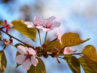 Some cherry blossoms with leaves