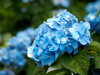 Blue hydrangea flower