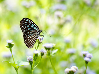 Blue glassy tiger butterfly