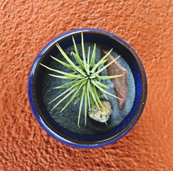 Zen Bowl 