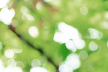 Fototapeta premium natural green bokeh abstract background,blurred textured