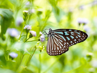 Blue Glassy Tiger butterfly on a flower