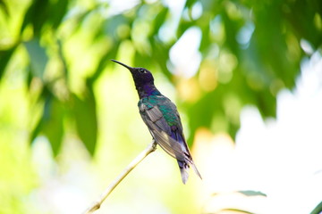 Hummingbird on a branch