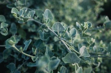 closeup of a plant