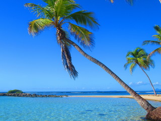 Des palmiers penchés au dessus d'un lagon paradisiaque